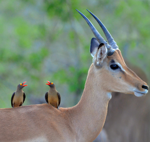 deer birds